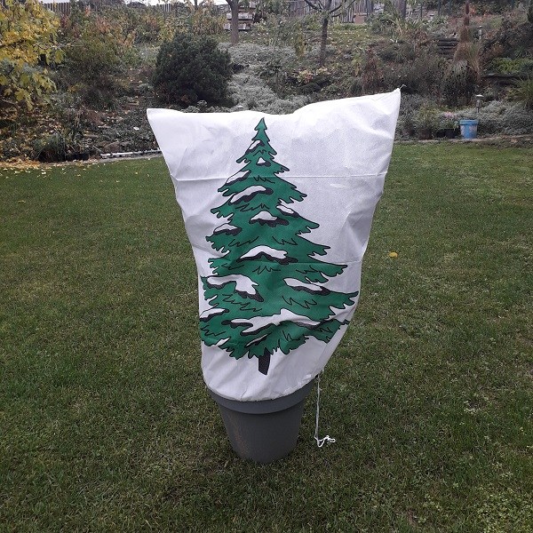 cupa pinetree